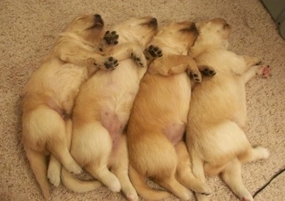 Four newborn Golden Sammy puppies are sleeping in a row belly-up next to each other