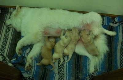A white Samoyed dog is laying on its side and on top of a blanket with four Golden Sammy puppies nursing