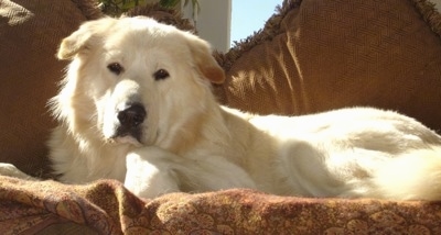A white Golden Sammy dog is laying on a brown couch with brown pillows behind it