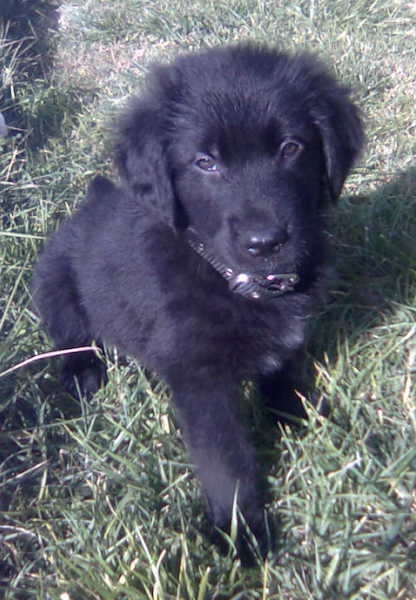 A fluffy black Golden Shepherd puppy is sitting in a field
