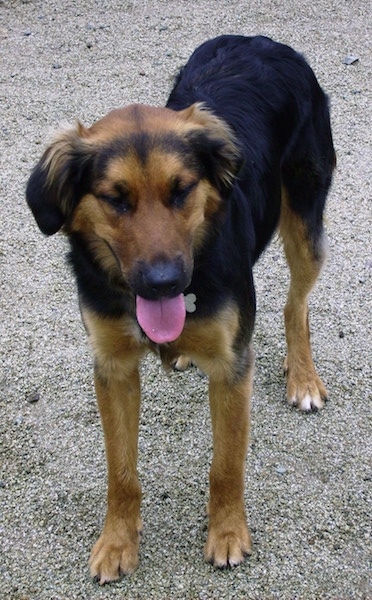 A black and brown Golden Shepherd is standing on a gravelly road. Its mouth is open and tongue is out