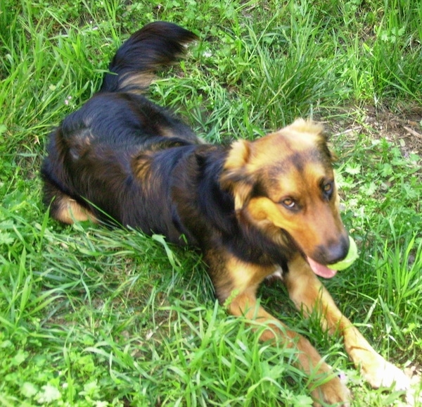 A black and brown Golden Shepherd is laying in a field with a tennis ball in its mouth. It is looking up with dreamy eyes.