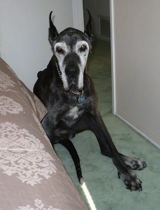 An old graying black Great Dane is sitting on a green carpet next to a human's bed in a bedroom.