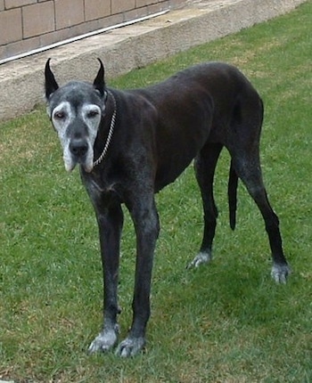 An old graying black Great Dane is standing in grass with a brick wall to the left of it.