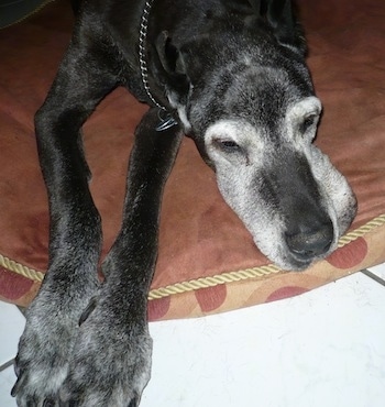 An old graying black Great Dane is laying down on a brown dog bed.