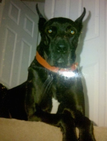 A black with white Great Dane is wearing an orange collar laying at the top of a set of stairs with its front paws hanging over the top step.