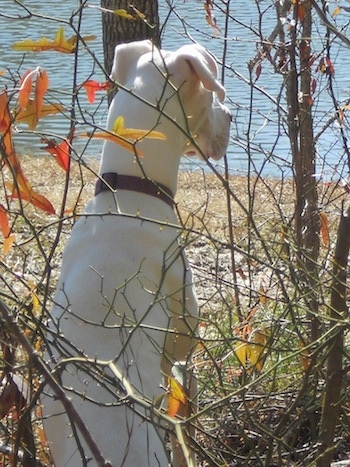 A white Great Dane is sitting on a bank in front of bushes looking at a body of water.
