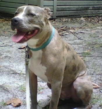 merle american pitbull