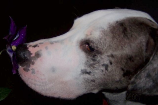 Close Up - The face of a white and grey with black merle color Great Danebull.