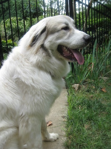 A white with tan Great Pyrenees is sitting on a concrete pathway. Its mouth is open and tongue is out