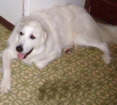 A white Great Pyrenees dog is laying on a green and tan flowered pattern tiled floor next to a white refrigerator and in front of a door. Its mouth is open and tongue is out and it looks content.