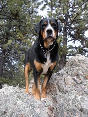 Close Up - A black, tan and white Greater Swiss Mountain dog is standing up high on a large rock with pine trees behind it.
