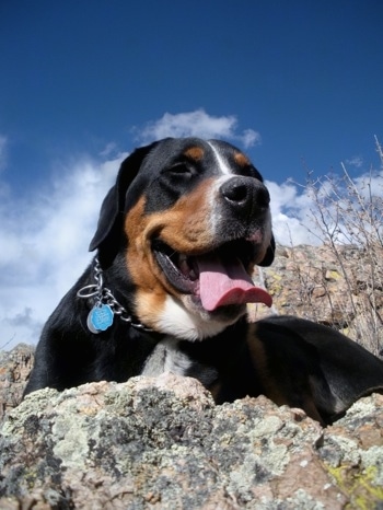 Close Up - A black, tan and white Greater Swiss Mountain dog is laying outside on a rock with the blue sky behind it.