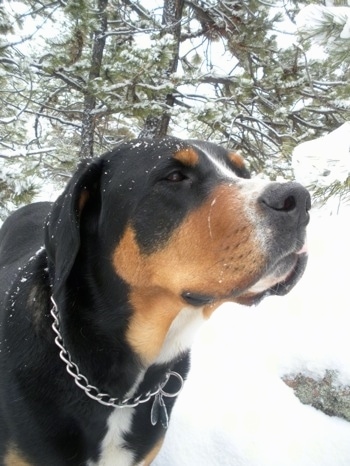 Close Up - A black, tan and white Greater Swiss Mountain dog is wearing a choke chain collar standing outside in snow with a string of drool over its snout. It is actively snowing and there are pine trees behind it.