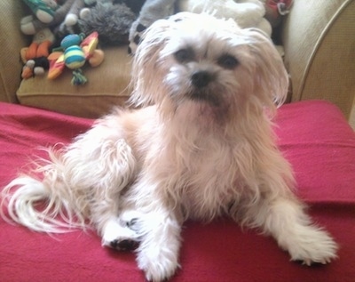 A tan longhaired Griffichon dog is laying on an ottoman with a tan chair full of plush toys behind it.