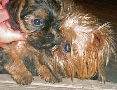 A black and brown Griffonshire puppy is being smelled by an adult Yorkshire Terrier who has its head up against the pups side.
