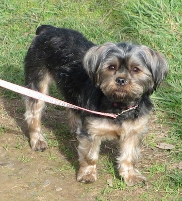 A black and tan Griffonshire is standing in a brown patch in grass and looking forward.