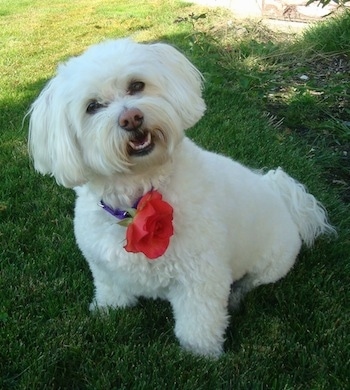 A white Havachon puppy is sitting in grass. Its head is tilted to the left with a red rose flower attached to its collar