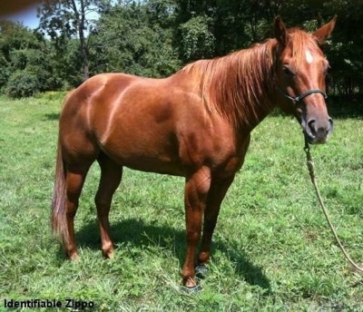 Front side view - A brown with white Horse is looking forward. It is standing in medium sized grass.