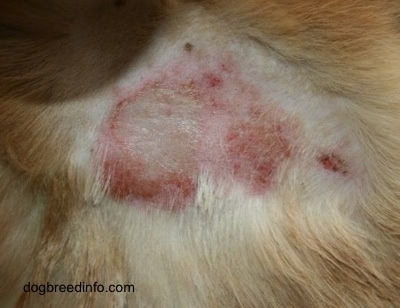 Close Up - a shaved patchy red with crusty yellow scabby area  on the skin of a dog