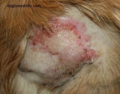 Close Up - a shaved area on a dog exposing a shiny, raw, red and yellow brown sore patch with scabs