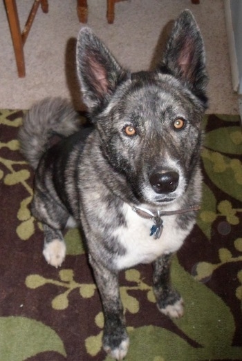 A gray and black brindle Huskita is sitting on a brown and green rug and looking up