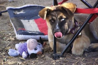 A brown and black Huskita puppy with one blue eye is laying outside in dirt under a chair. It is licking its nose. There is a plush cow toy and a red, white and blue mat behind it.