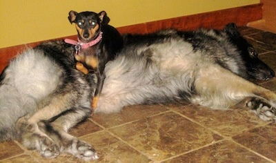 Twiggy the Min Pin is laying on top of a large shepherd dog that is laying down on its side on a brown tile floor in front of a yellow wall with wood base boards