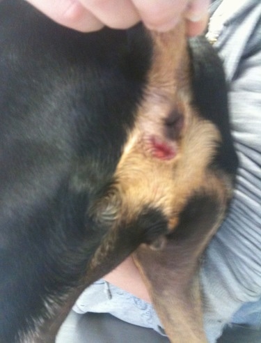 Pictures of ruptured canine anal gland