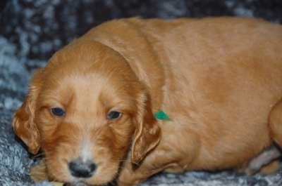 Close Up - A small red with white Irish Doodle puppy is laying on a blue blanket