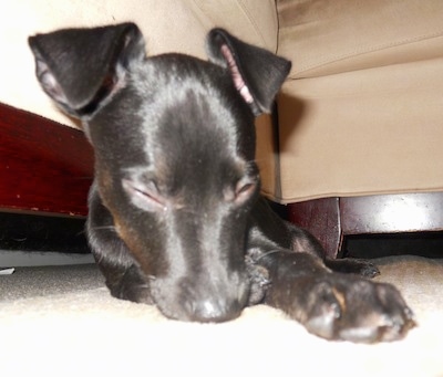 Close Up view from floor level looking up - A black Italian Grey Min Pin is laying in front of a tan couch