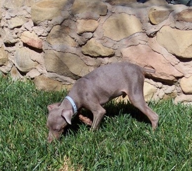 A grey Italian Grey Min Pin puppy is sniffing grass in front of a stone wall.