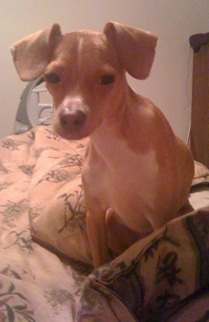 A red with white Italian Grey Min Pin is sitting on a human's bed that has a tan comforter on it.