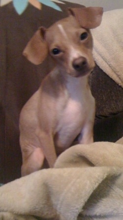 A red with white Italian Grey Min Pin is sitting on a couch next to a tan blanket