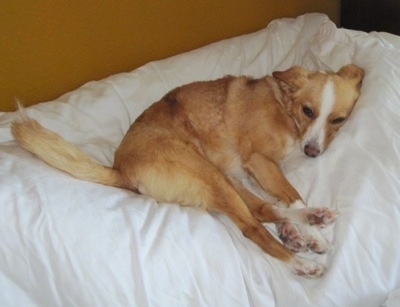 A tan with white Italian Papihound is laying on its left side on a human's bed
