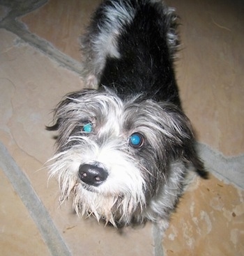 A grey with white Italian Tzu is standing on a tan slate stone floor