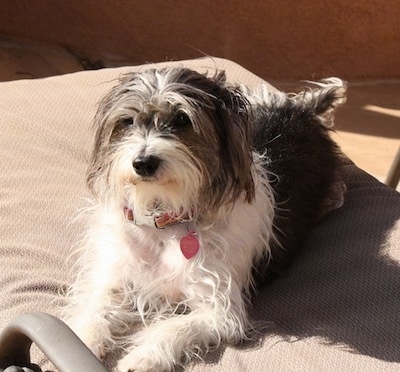 A wiry looking grey with white Italian Tzu is laying in the sun on a tan recliner lawn chair