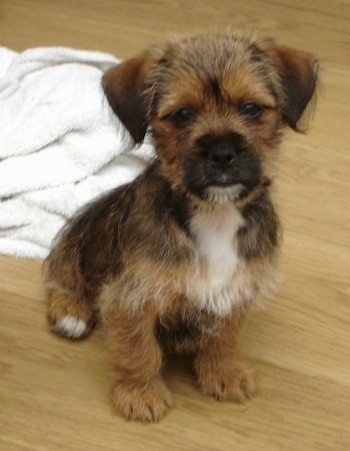 A brown and black with white Jack Tzu is sitting on a hardwood floor in front of a white towel