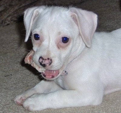 Close Up - A white Jack Tzu puppy is laying on a tan carpet with a bone in its mouth.
