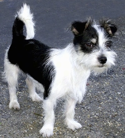A black and white Jack Tzu is standing in a street
