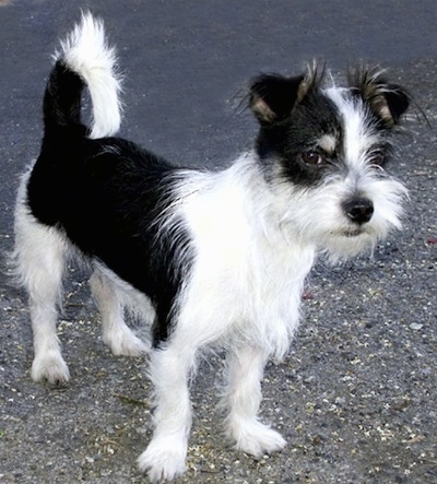 shih tzu poodle jack russell mix