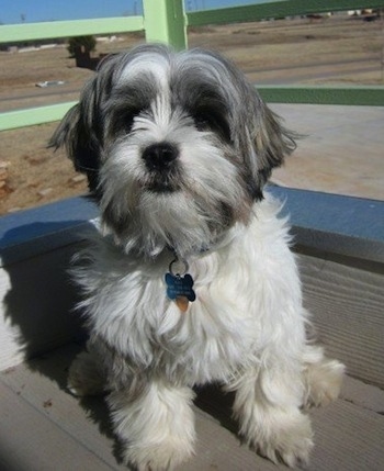 A white with grey Jack Tzu is sitting on a porch.