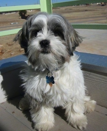 jack russell crossed with a shih tzu