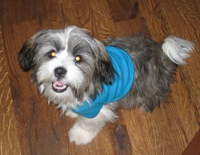 A grey with white and tan Jack Tzu is wearing a blue shirt and is sitting on a hardwood floor