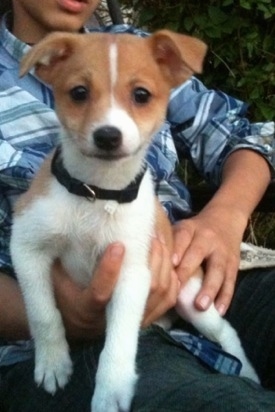 jack russell cross pomeranian for sale