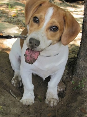 A brown and white Jack-A-Bee is sitting next to a tree in a hole. Its tongue is out and it has dirt all over it