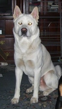 akita inu albino