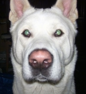 Close-up - The face of a white Japanese Akita Inu