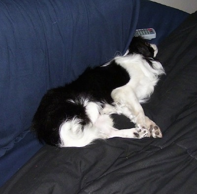 A black with white Japanese Chin puppy is sleeping on a blue couch with a TV  remote next to its head.