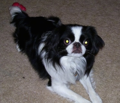 white japanese chin